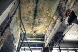 Why You Should Choose Our Mold Remediation Services in Overland, MO